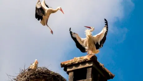 Unde își are originea legenda berzei? De ce le spunem copiilor că i-a adus barza?