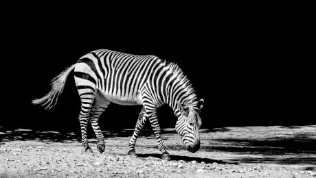 De ce zebra are dungi? Se pot domestici zebrele?