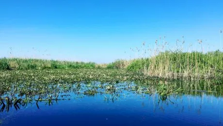 Care este cel mai mare pește prins vreodată în România?