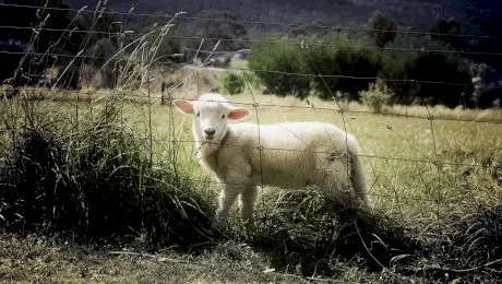 Care este diferența dintre carnea de miel și carnea de berbecuț?