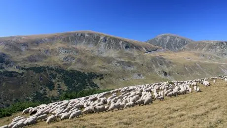 Nechifor Lipan, personajul din „Baltagul”, a existat în realitate?