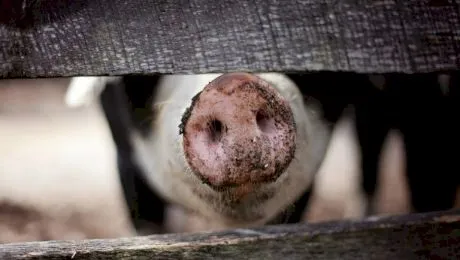 Este carnea de porc interzisă și în Biblie? De ce nu mănâncă musulmanii carne de porc? Ce spune Coranul?