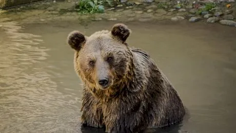 E adevărat că în anii ’30, urşi din toată ţara se adunau pe străzile din Bucureşti?