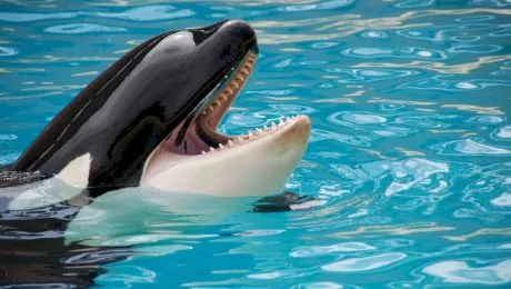 Ce este orca? Cum arată o orcă?