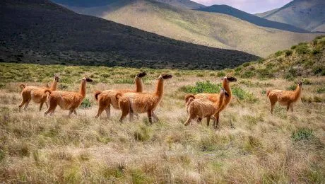 Ce este alpaca? Cum arată alpaca?