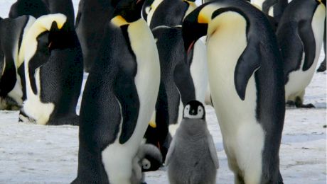 De ce la Polul Nord nu sunt pinguini? Unde trăiesc pinguinii?