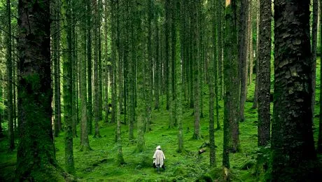 Care sunt cei mai longevivi copaci din lume? Unde pot fi văzuți aceștia?