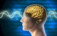 Curiozități despre creierul uman. Cum putem „vedea” prin urechi?