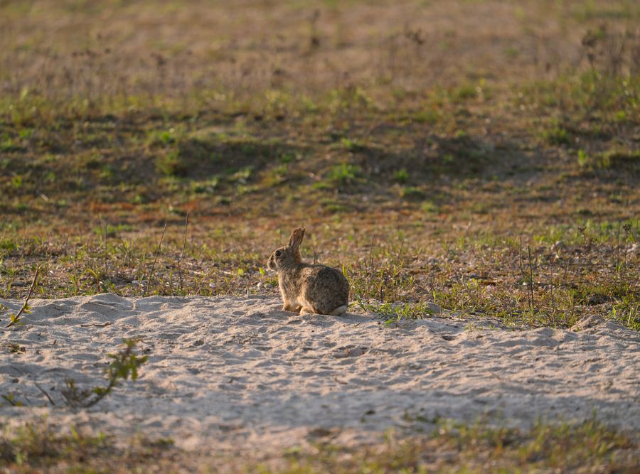 Iepuri salbatici Australia