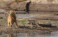 Ce animale nu au prădători? Ele mor de bătrânețe sau dacă nu găsesc hrană