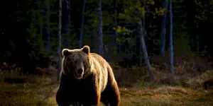 Cum procedează țările mai dezvoltate cu urșii? În Austria nimeni nu-i hrănește, în Italia au pubele speciale „antiurs”! Câți urși avem și câți ar trebui să avem?