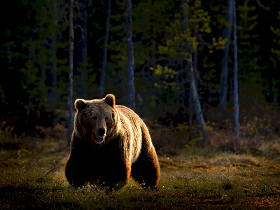 Bear hidden in yellow forest. Autumn trees with bear. Beautiful brown bear walking around lake, fall colours. Big danger animal in habitat. Wildlife scene from nature, Finaland.