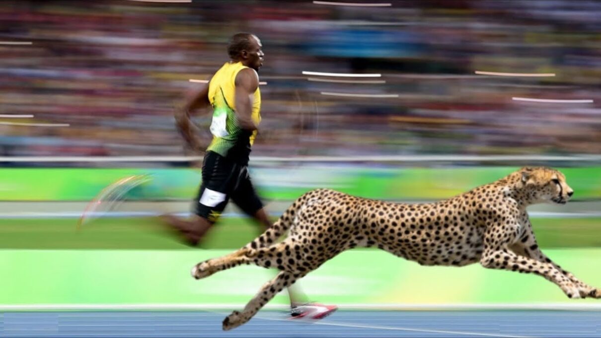 Cine este mai rapid, ghepardul sau Usain Bolt?