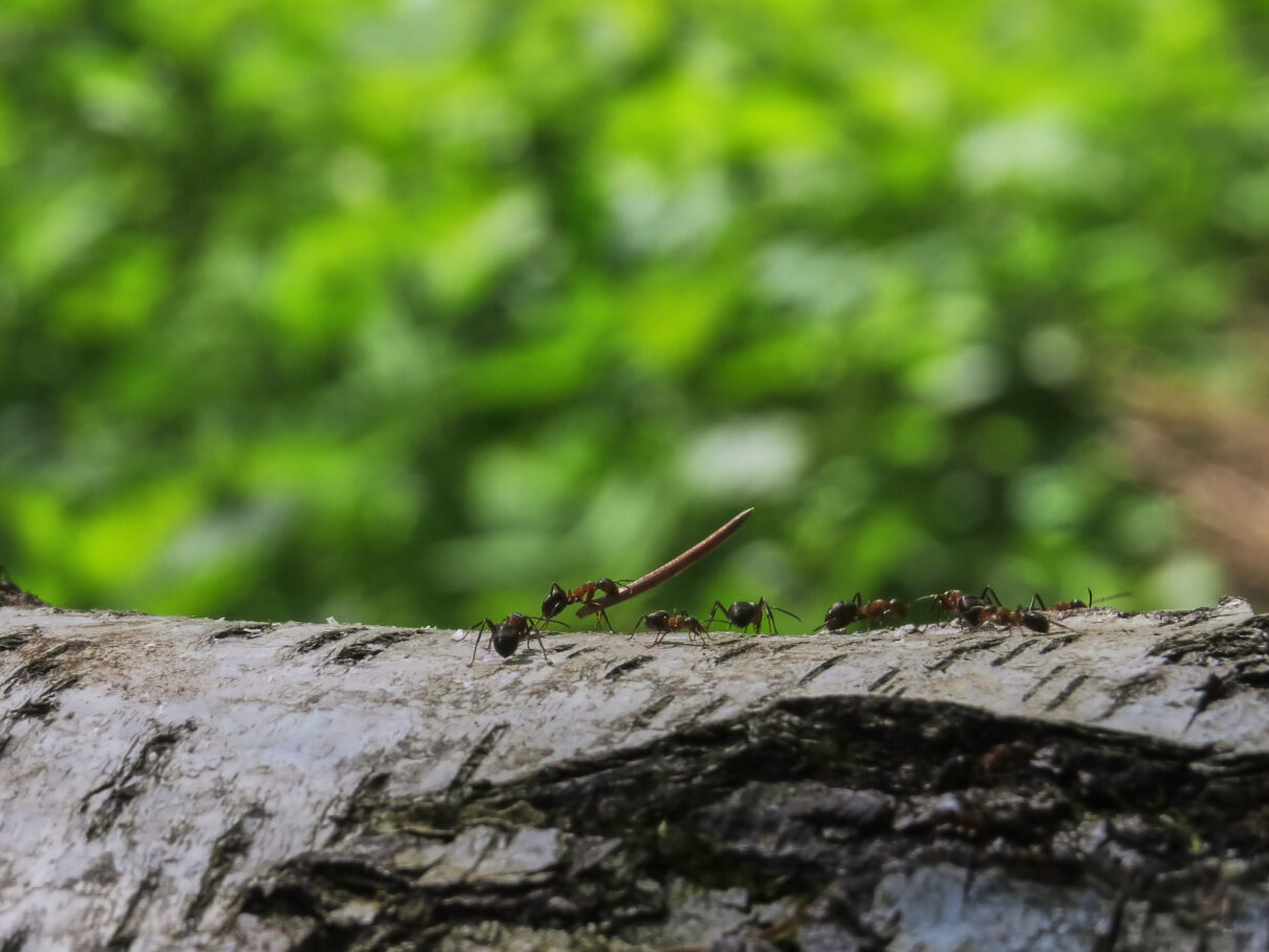 Curiozități despre furnici, aceste insecte mici. Cât de mare este cea mai mare furnică? Cum se practică sclavia în colonie?