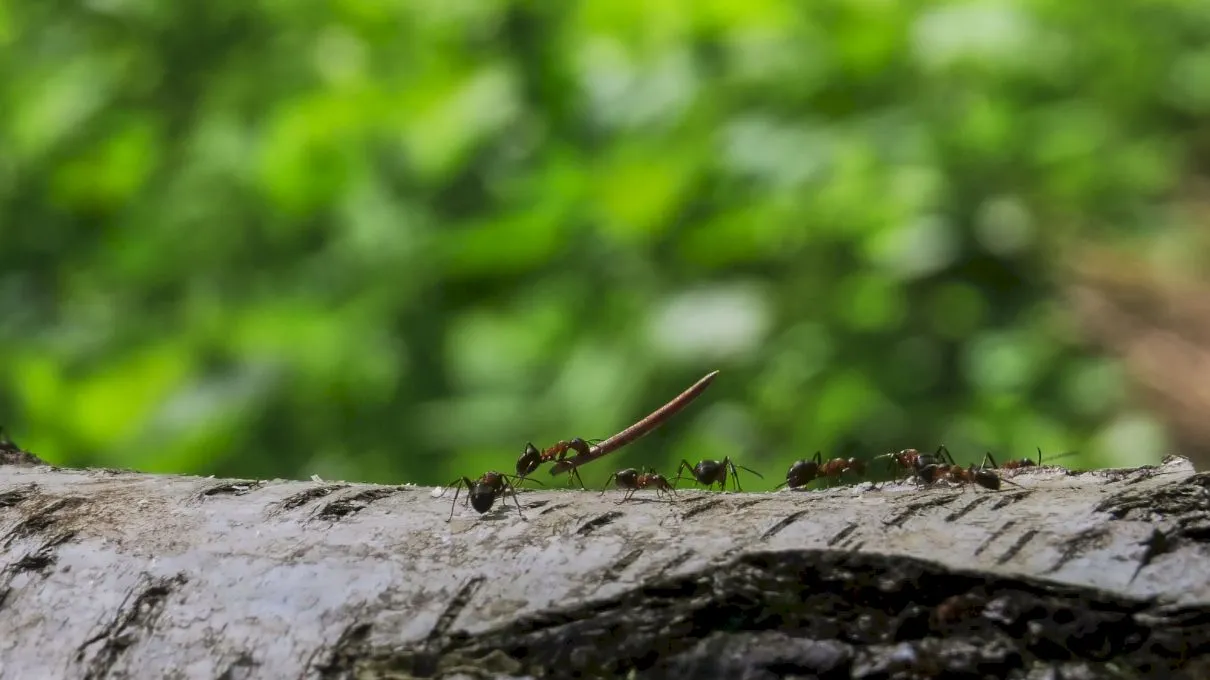 Curiozități despre furnici, aceste insecte mici. Cât de mare este cea mai mare furnică? Cum se practică sclavia în colonie?