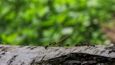 Curiozități despre furnici, aceste insecte mici. Cât de mare este cea mai mare furnică? Cum se practică sclavia în colonie?