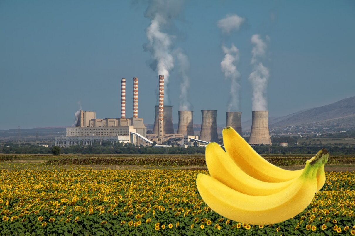 Bananele sunt radioactive. Mâncatul unei banane te expune la radiaţii mai puternice decât dacă stai lângă o centrală nucleară timp de un an