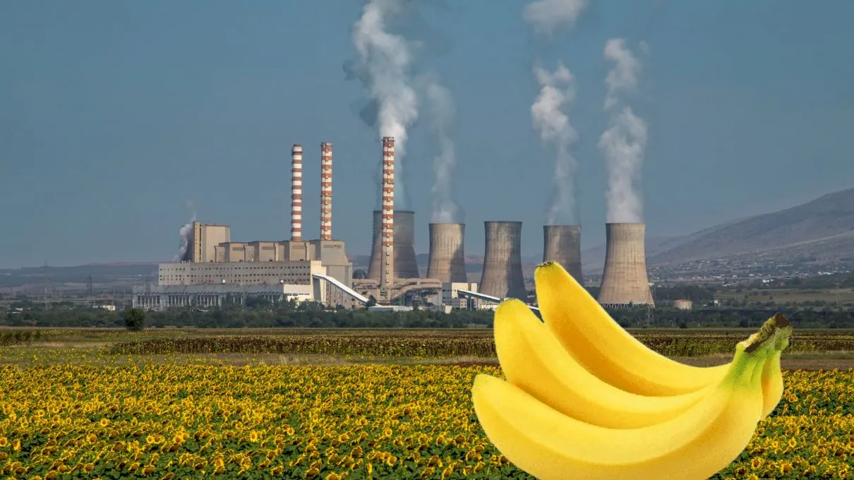 Bananele sunt radioactive. Mâncatul unei banane te expune la radiaţii mai puternice decât dacă stai lângă o centrală nucleară timp de un an