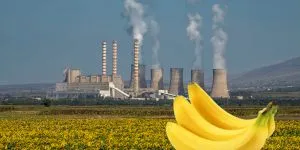 Bananele sunt radioactive. Mâncatul unei banane te expune la radiaţii mai puternice decât dacă stai lângă o centrală nucleară timp de un an