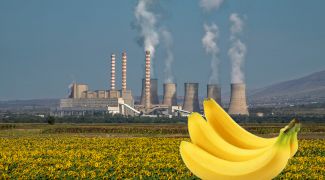 Bananele sunt radioactive. Mâncatul unei banane te expune la radiaţii mai puternice decât dacă stai lângă o centrală nucleară timp de un an